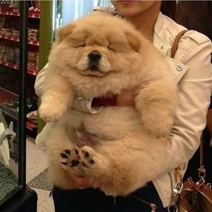 Meet your Posher, Lee